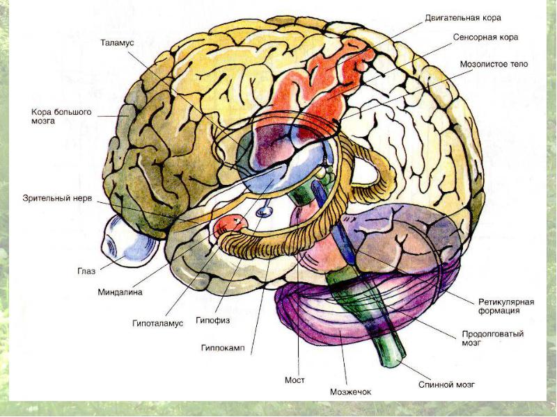 роль заднего мозга в регуляции двигательных функций