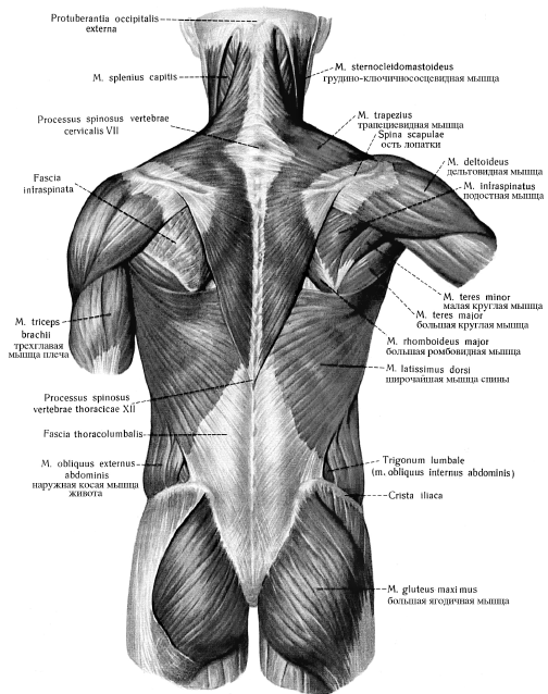 Мышцы и фасции спины