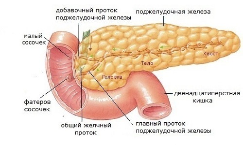 эндокринная часть поджелудочной железы