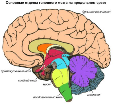 участие промежуточного мозга в регуляции двигательных функций
