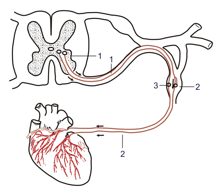 Сердечно сосудистый нервный центр. Рефлекторная дуга сердечного рефлекса. Рефлекторная дуга иннервации сердца. Рефлекторная дуга симпатической регуляции сердца. Рефлекторные дуги основных рефлексов ССС..