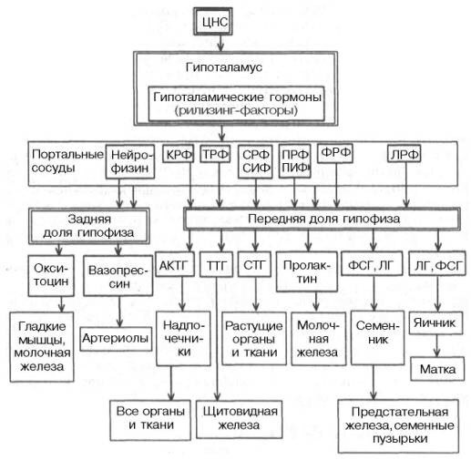 роль различных отделов ЦНС в регуляции функций организма